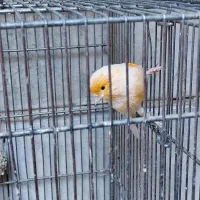 قناری نر موزاییکی