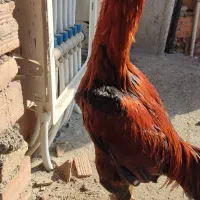 مرغ لاری نر|حیوانات مزرعه|بهشهر, |دیوار