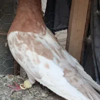 کفتر|پرنده|شیراز, شهدای شهرک سعدی|دیوار