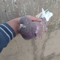 کفتر گرفتی همه|پرنده|ساوه, |دیوار