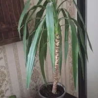 تعدادی گل یوکا گل گندمی ابلغ گل سوسن عنکبوت و ...|گل و گیاه طبیعی|ملارد, |دیوار