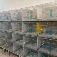 قناری نرتک ،ماده تک ،جفت شده نروماده مست مست