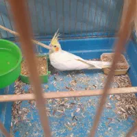 دوعدد عروس هلندی  نر معاوضه با ماده|پرنده|خوسف, |دیوار