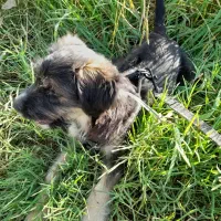 توله اشپیتز تریری پاه کوتاه|سگ|بیله سوار, |دیوار