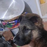 توله سگ ژرمن ورک موبلند