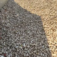 فروش پوست پسته ،کربن پسته|عمدهفروشی|مه ولات, |دیوار