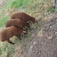 بره ماده