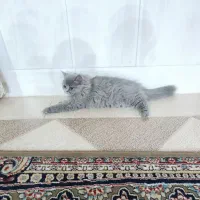 واگذاری  گربه بریتیش نر ۴ماهه|گربه|میبد, |دیوار