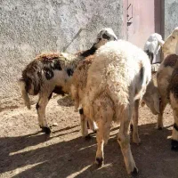 بره نر افشاری|حیوانات مزرعه|زند, |دیوار