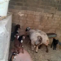 دوعددمیش جوان سرحال