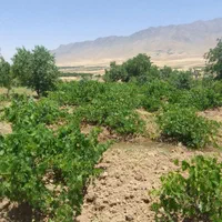 باغ انگور 12کرت