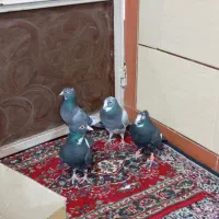 نرمایع پلنگ