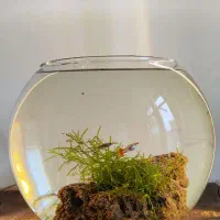 تنگ ماهی آکواریوم پلنت