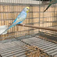 مرغ عشق رینبو