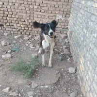 سگ گله|سگ|ساوه, |دیوار