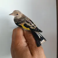 سهره داغسر خط چشم|پرنده|فیروزکوه, |دیوار