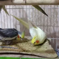 دو جفت عروس هلندی همراه باقفس پایه دارباوسایل کامل