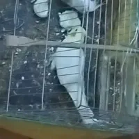 عروس حلندی کوهی درشت