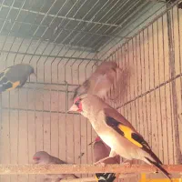 گلبسرسینه زغالی مست وسهره دورگه۱وجبی گلدرشت،کشیده