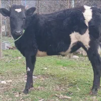 لیشه دورگ محلی عروسک