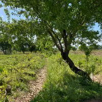 فروش باغ ۵۰۰ متری در شهرستان تاکستان