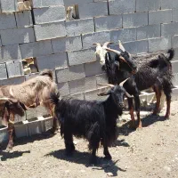 5عدد بز ترکی