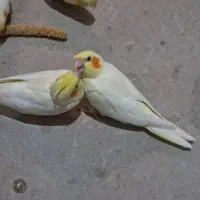 عروس هلندی لوتینو