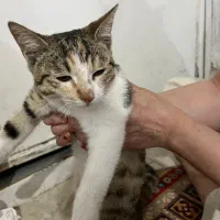 واگذاری گربه|گربه|رشت, شهرک صبا|دیوار