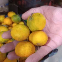 نارنگی شیرین|خوردنی و آشامیدنی|مشهد, هنرور|دیوار