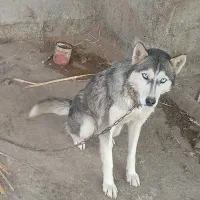 سگ هاسکی|سگ|گنبد کاووس, |دیوار