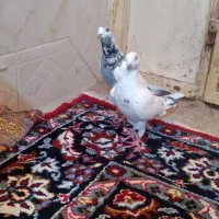 اسباب بازی کبوتر ۲ تا|اسباببازی بچه|زابل, |دیوار