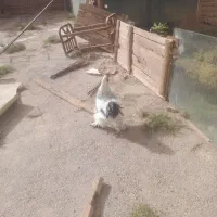 جفت برهما|حیوانات مزرعه|خواجه, |دیوار