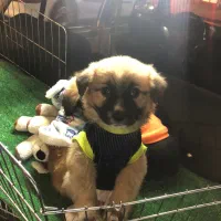 هاپو کوچولو های عروسکی مینیاتوری|سگ|تهران, هوانیروز|دیوار