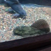 ماهی آکواریوم.گوشتخوار.گیاه خوار.کت فیش|ماهی|تربت‌حیدریه, قائم|دیوار