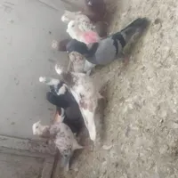 کفتر پرشی گنجه بر|پرنده|قم, انسجام|دیوار