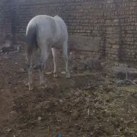 مادیون  خوب جون سرحال سواری آروم آروم|اسب و تجهیزات اسب‌سواری|قرچک, شهرک صنعتی قرچک|دیوار