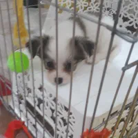 سگ نژاد کوچک|سگ|شیراز, اصلاح‌نژاد|دیوار