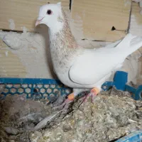 سلام یه طوقی خوشگل