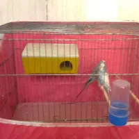 مرغ عشق دوعدد