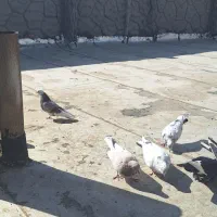 کبوتر کفتر|پرنده|پیر بکران, |دیوار
