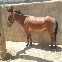 قاطر برای فروش