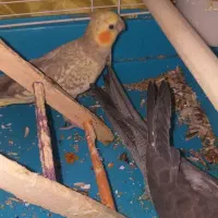 یک جفت عروس هلندی نروماده‌ به همراه سه جوجه|پرنده|شهریار, رزکان|دیوار