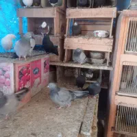 کفتر|پرنده|فولادشهر, فولادشهر|دیوار