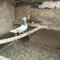 کبوتر|پرنده|شیراز, کوشک میدان|دیوار