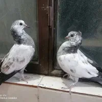 کفتر