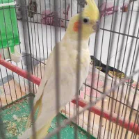 عروس|پرنده|اسلامشهر, شهرک سعیدیه|دیوار