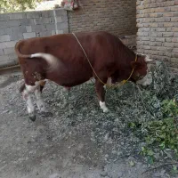 گوساله سمیتال‌اصل.به‌فروش‌می‌رسد