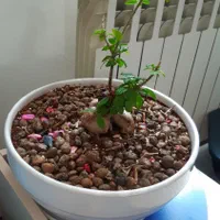 گل بن سای