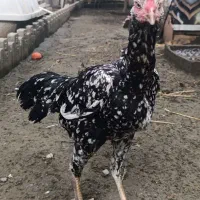 لاری اوشامو و افغان. جاپنیز . سبرایت