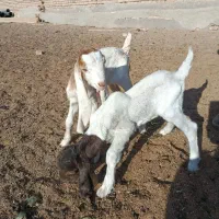 بزغاله نر و ماده